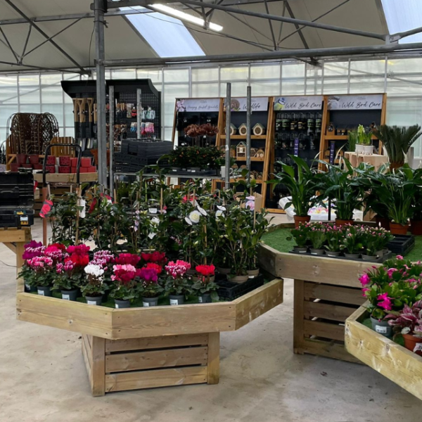 Mayfield reopening Christmas 1