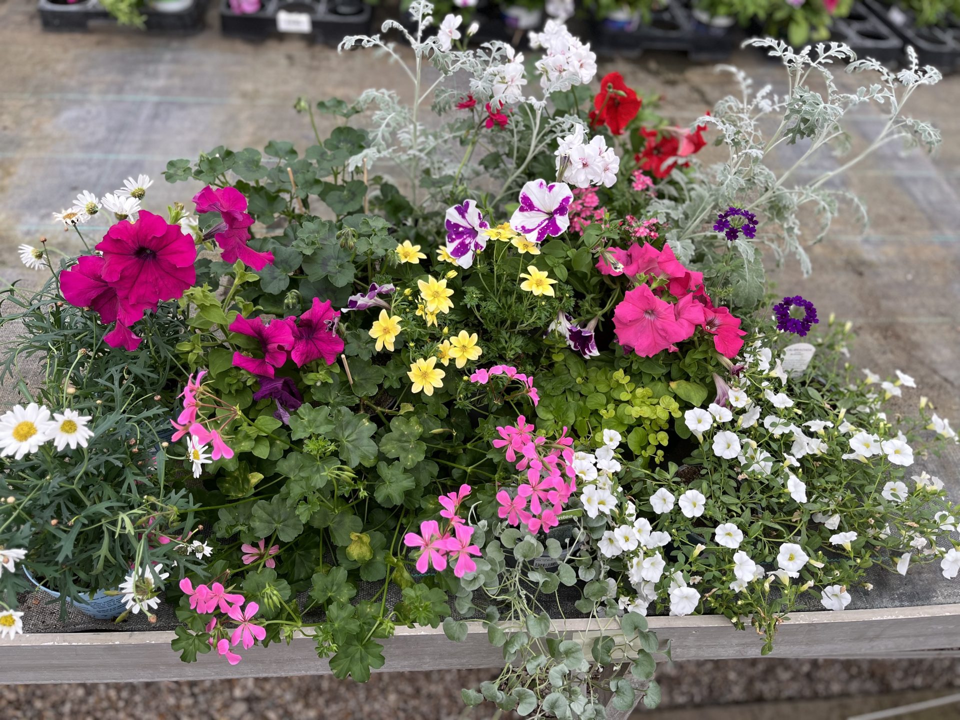 image00085