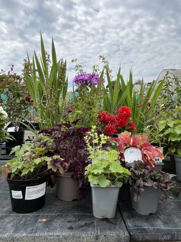 Perennials