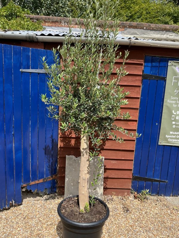 Visit us to see our new range of drought-tolerant plants
