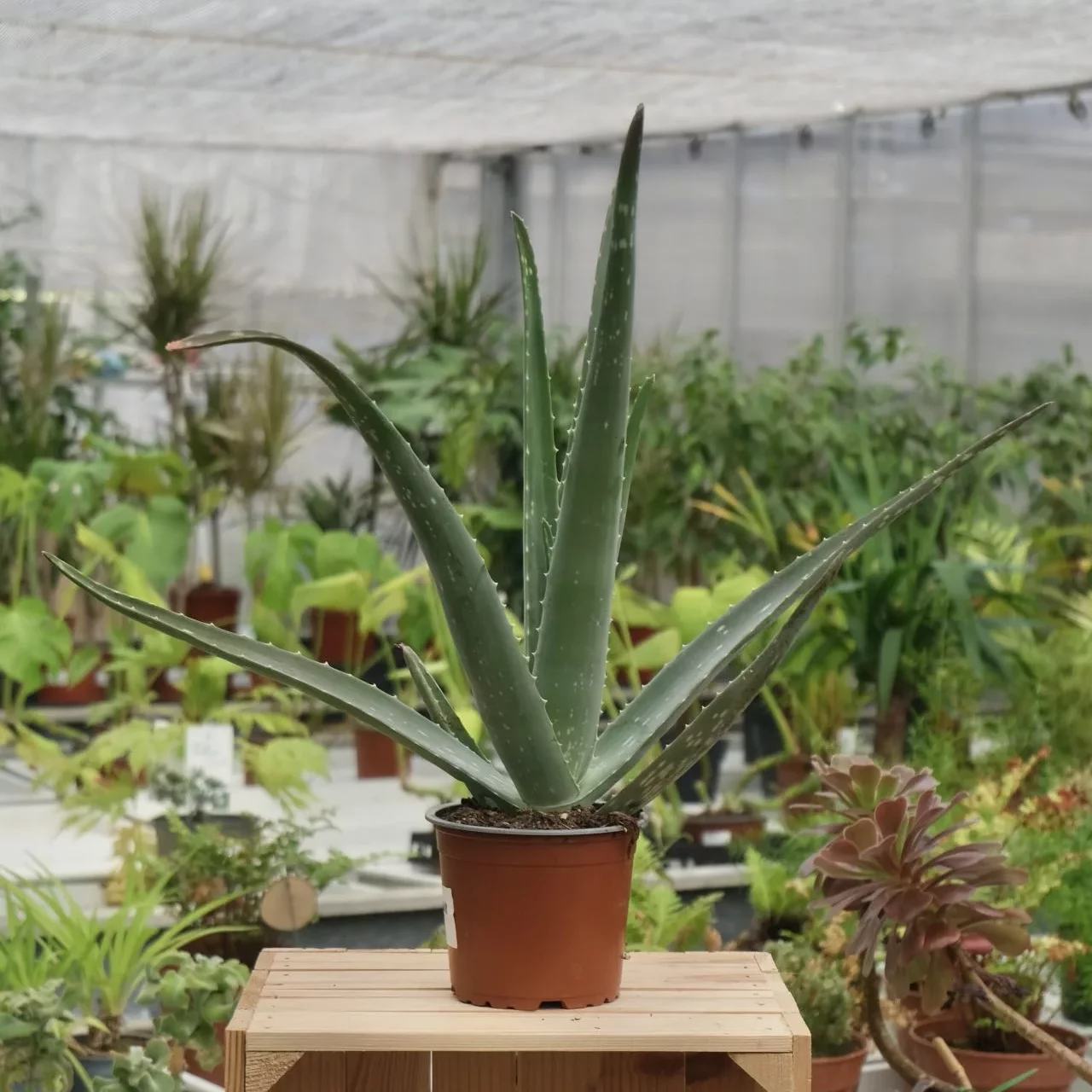 Aloe vera