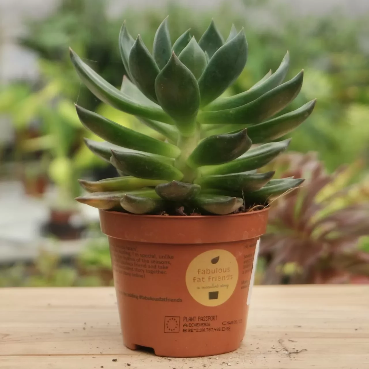 Echeveria succulent