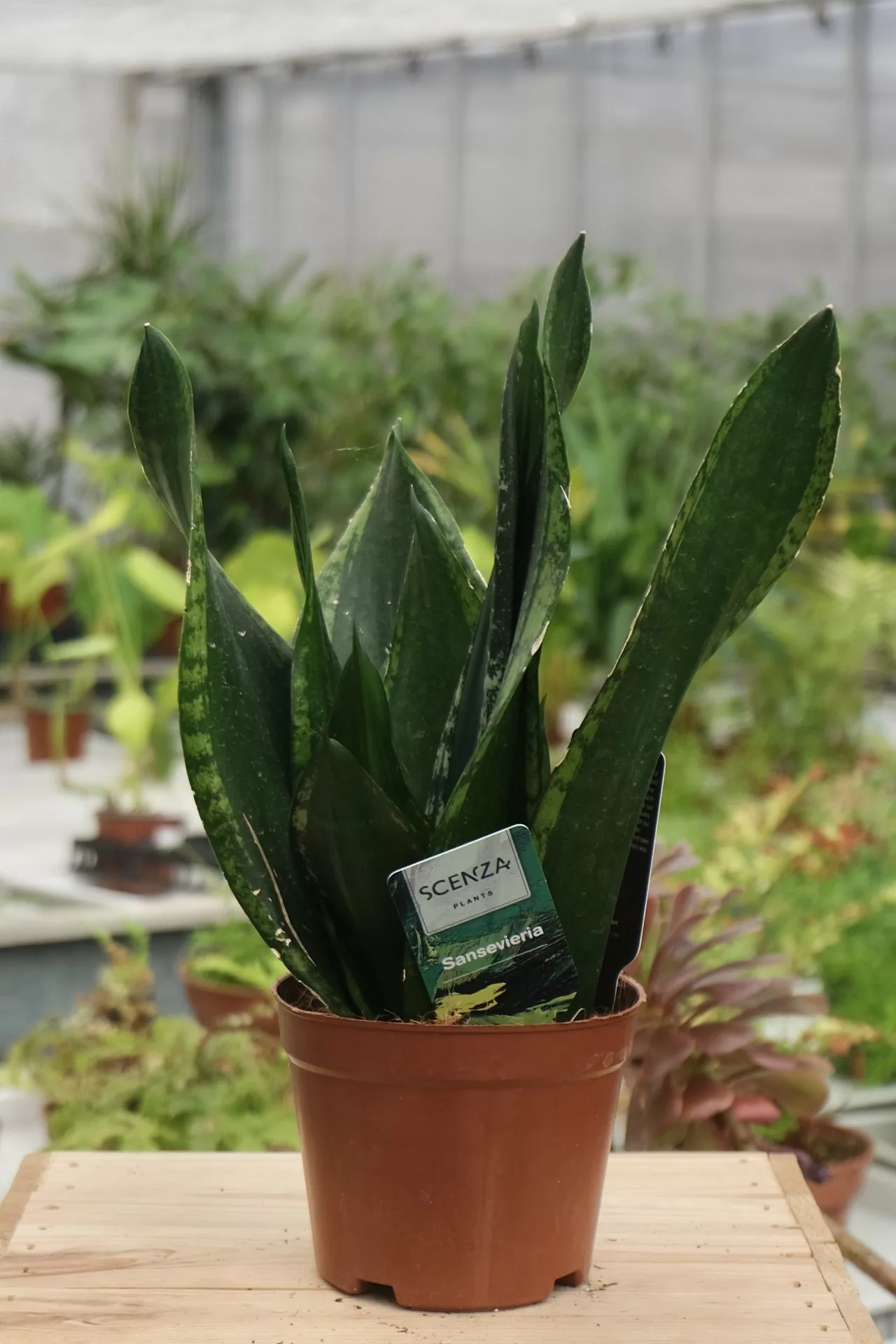 Snake plant 12cm